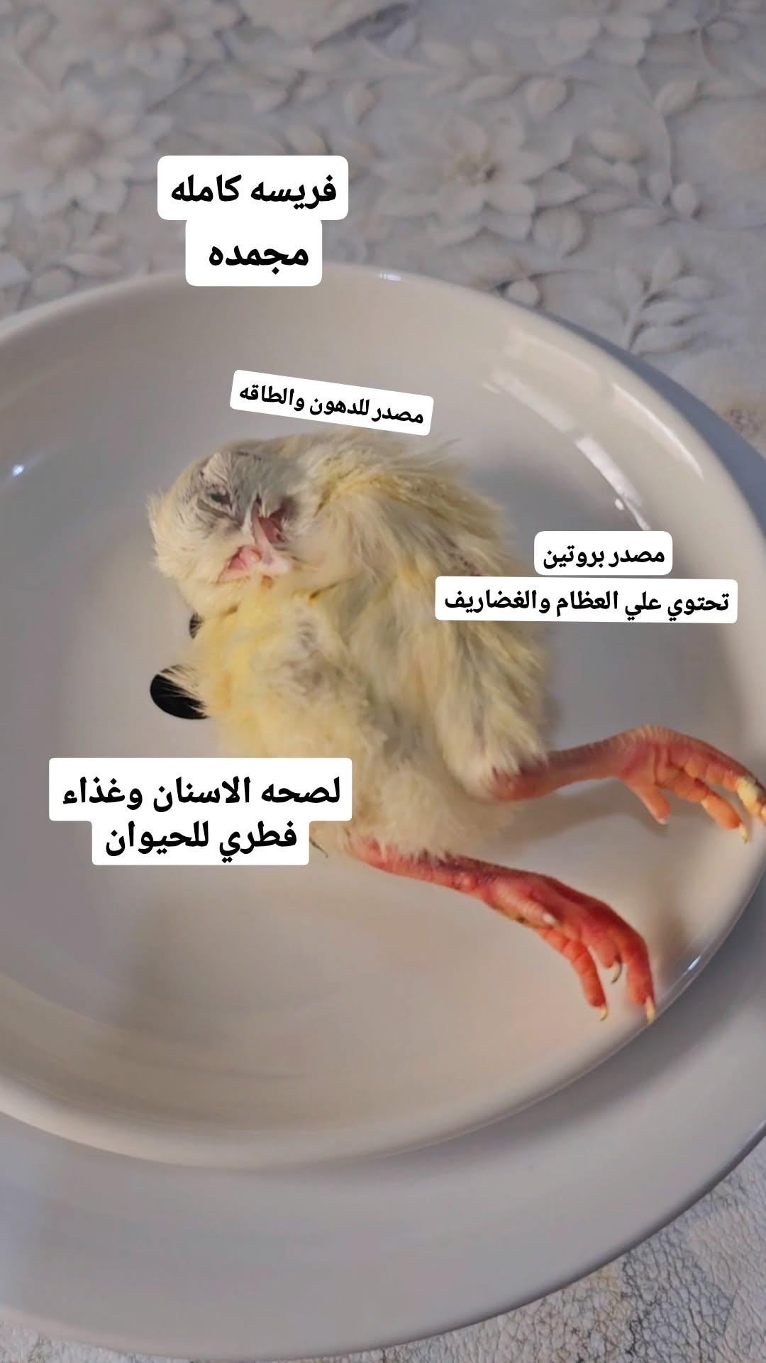 كتكوت كامل مجمد