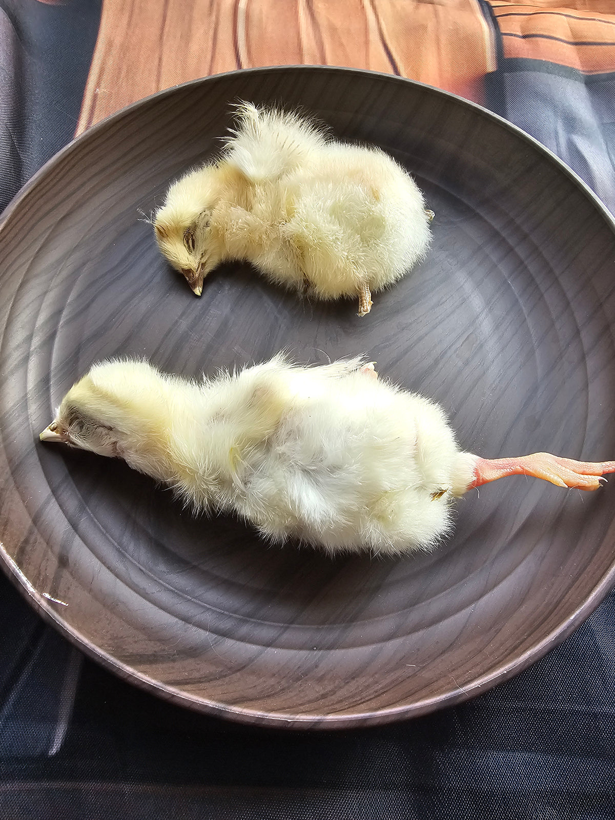 كتكوت مجفف🐥